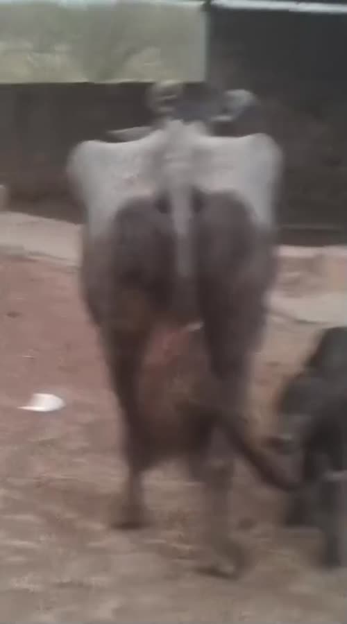 Others Buffalo in GUJARAT