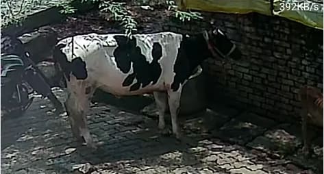 HF Cow in  UTTAR PRADESH