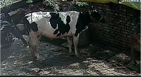 HF Cow in  UTTAR PRADESH