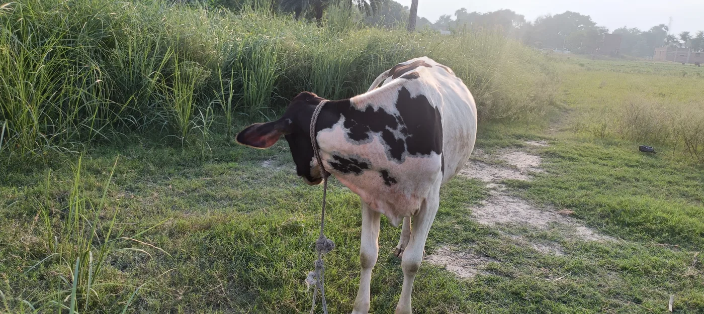 HF Cow in  BIHAR