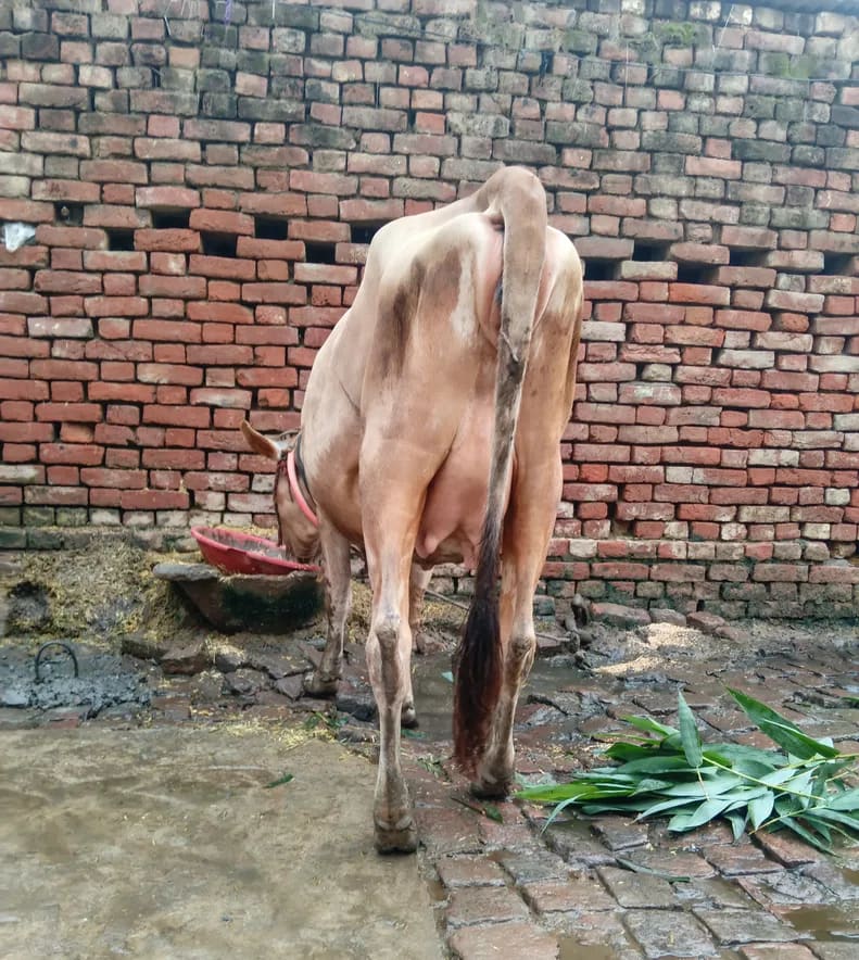 Jersey Cow in  UTTAR PRADESH