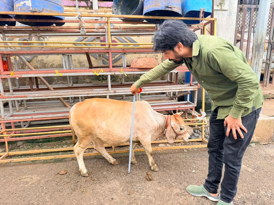 Punganur  Cow in MAHARASHTRA