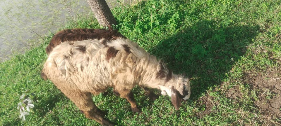 Neelore  Jodipi Sheep in  ANDHRA PRADESH