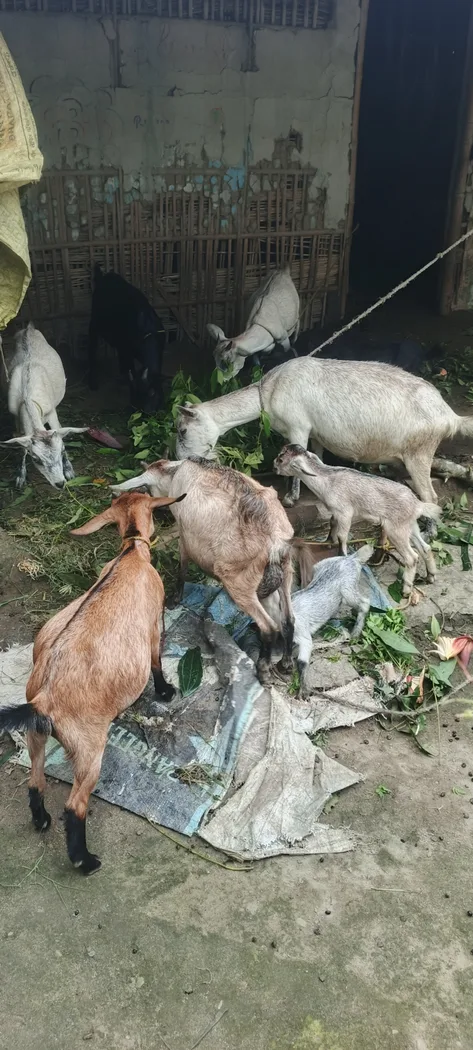 Others Goat in  BIHAR