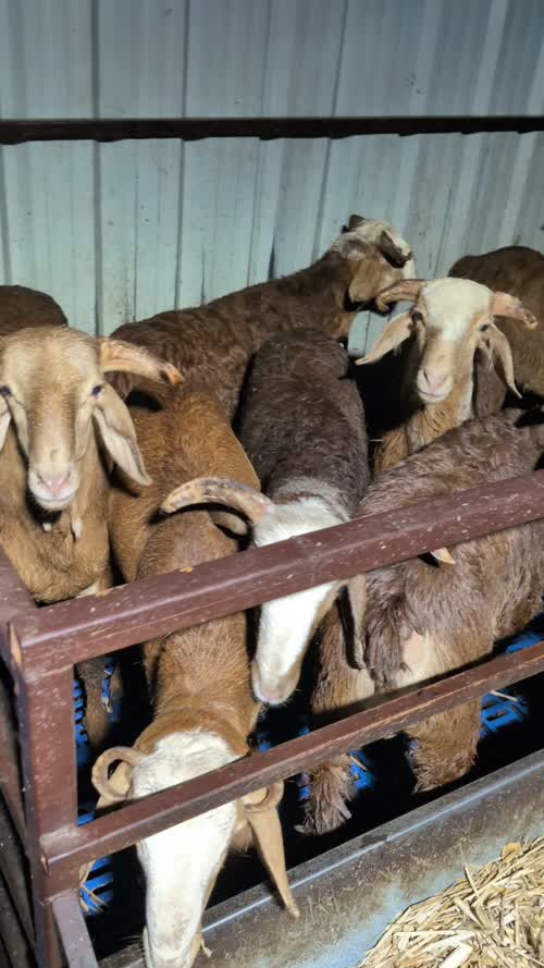 Sindhanoor Sheep in  KARNATAKA