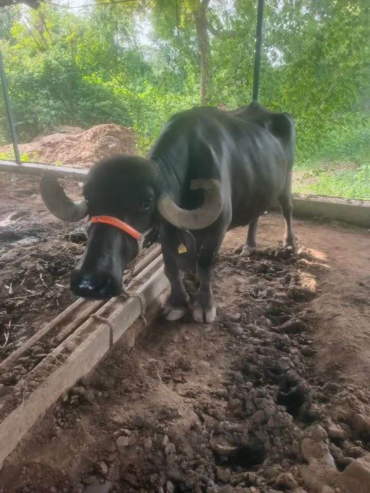 Jafarabadi Buffalo in  GUJARAT