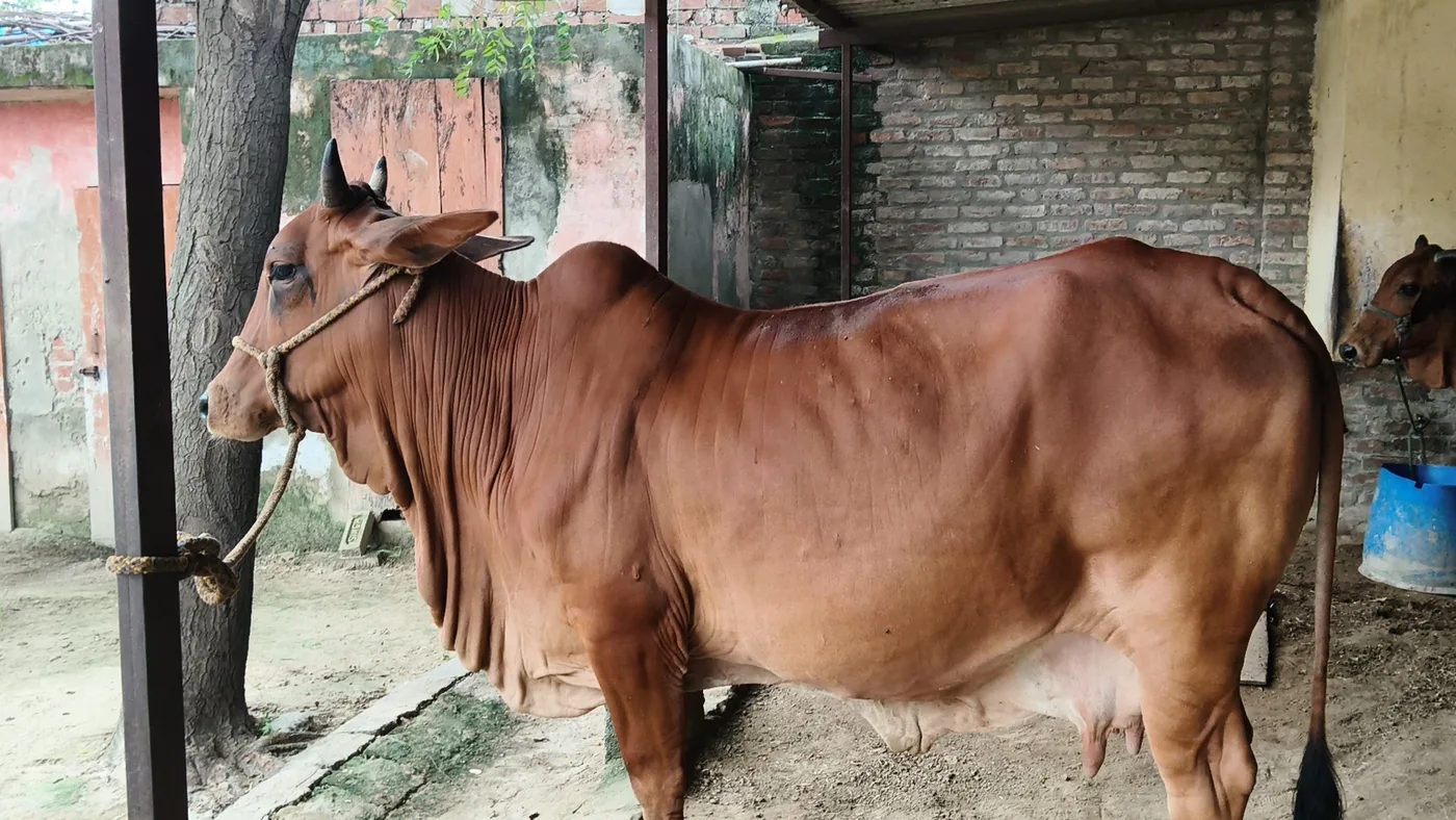 Sahiwal Cow in  UTTAR PRADESH