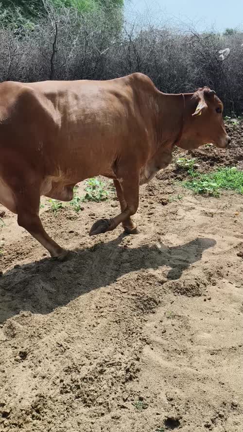 Sahiwal Cow S1841 in  RAJASTHAN