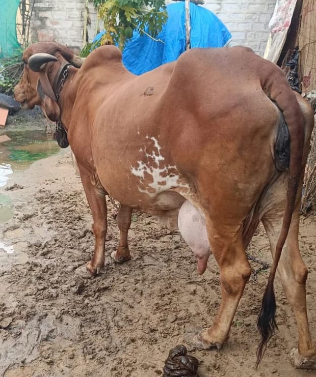 Gir Cow G2036 in  RAJASTHAN