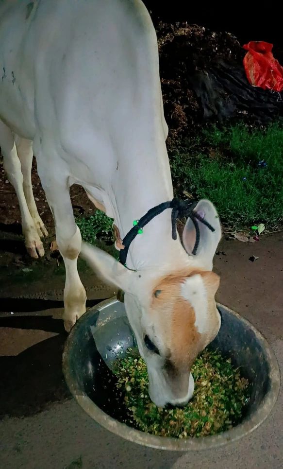 Jersey Heifer Cow J1459 in  UTTAR PRADESH