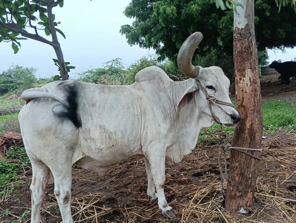 નર બેલ O0817 in  GUJARAT