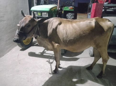 Jersey Cow O0277, Lactation: 2, MilkPerDay: 6Litres, District:  BHOPAL, State:  MADHYA PRADESH