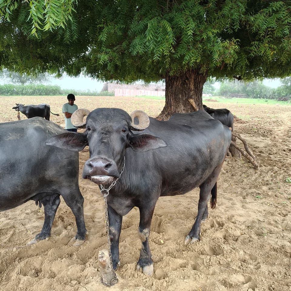Banni  Buffalo in  RAJASTHAN