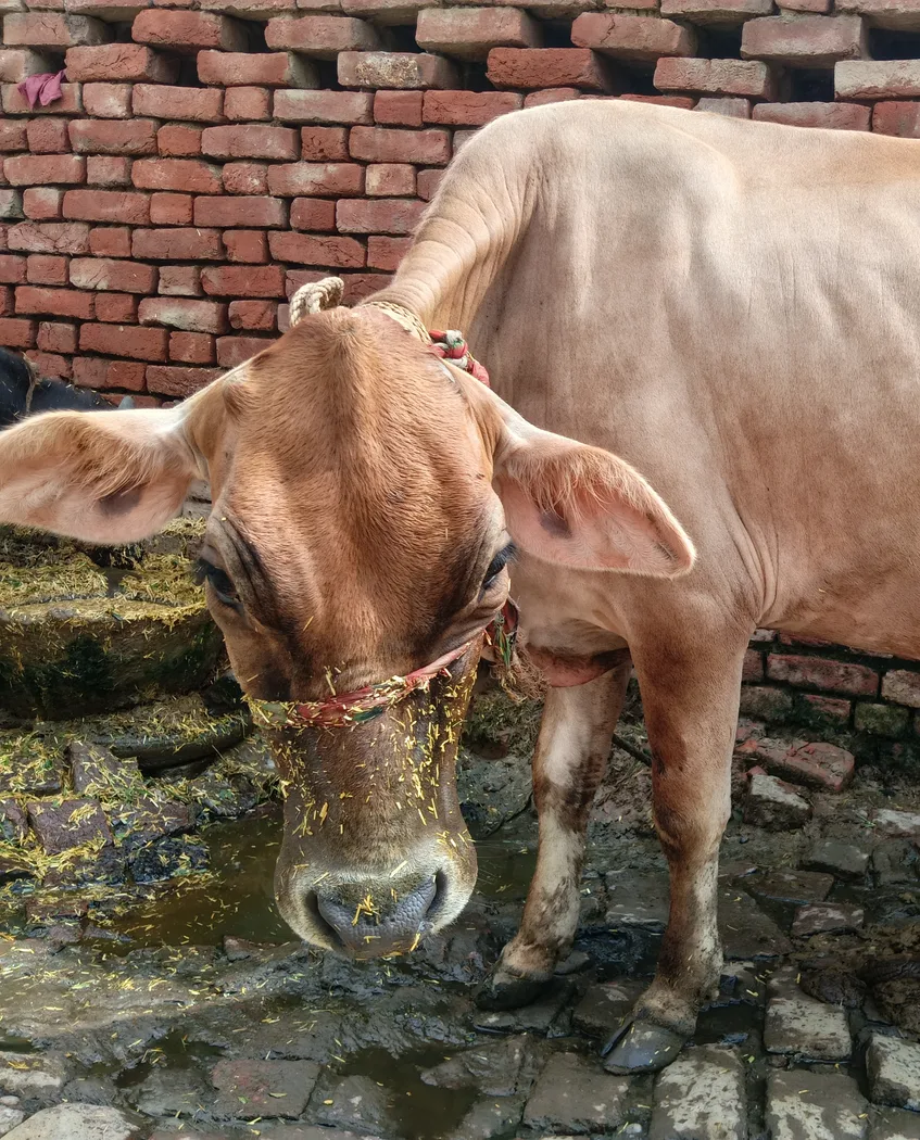 Jersey Cow in  UTTAR PRADESH