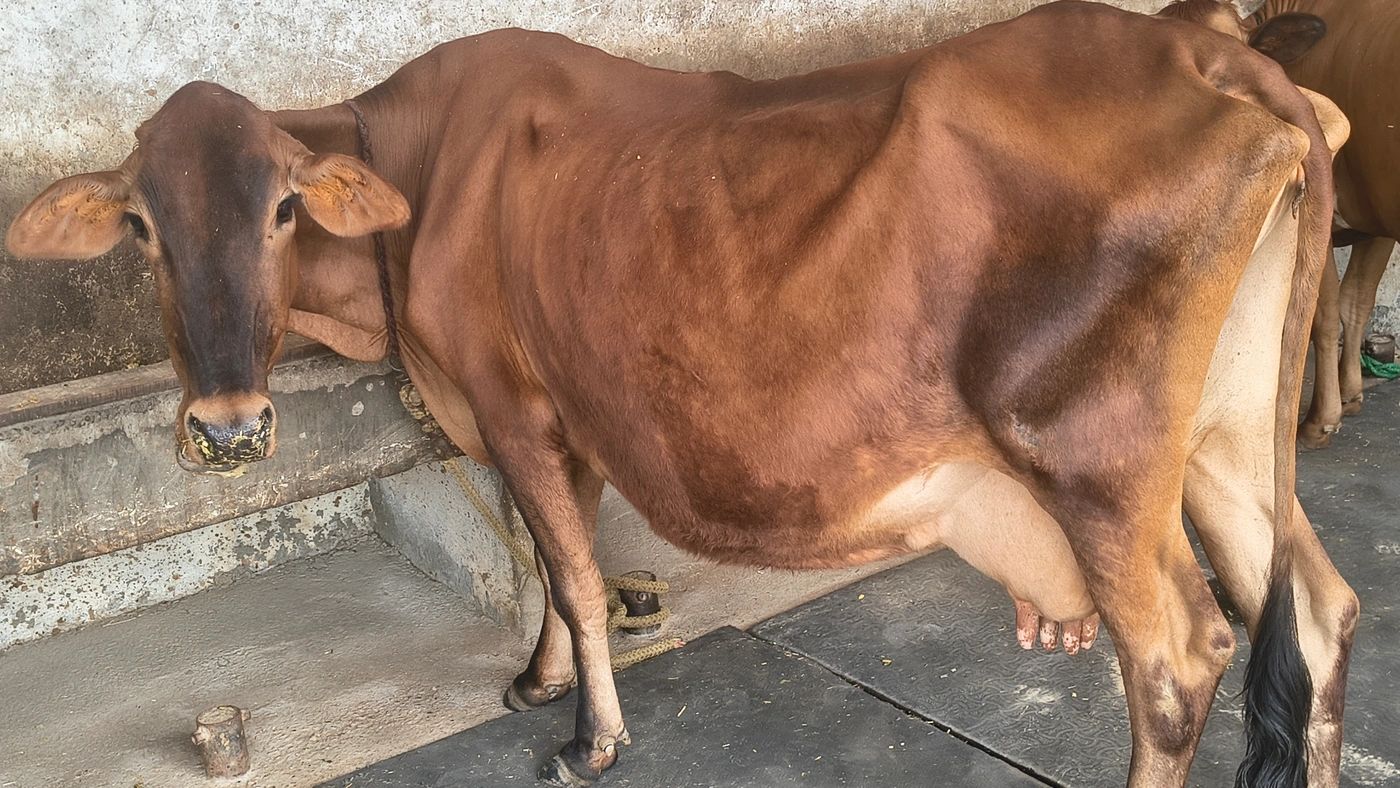 Jersey Cow J1395, Lactation: 5, MilkPerDay: 9Litres, District:  MUZAFFARNAGAR, State:  UTTAR PRADESH