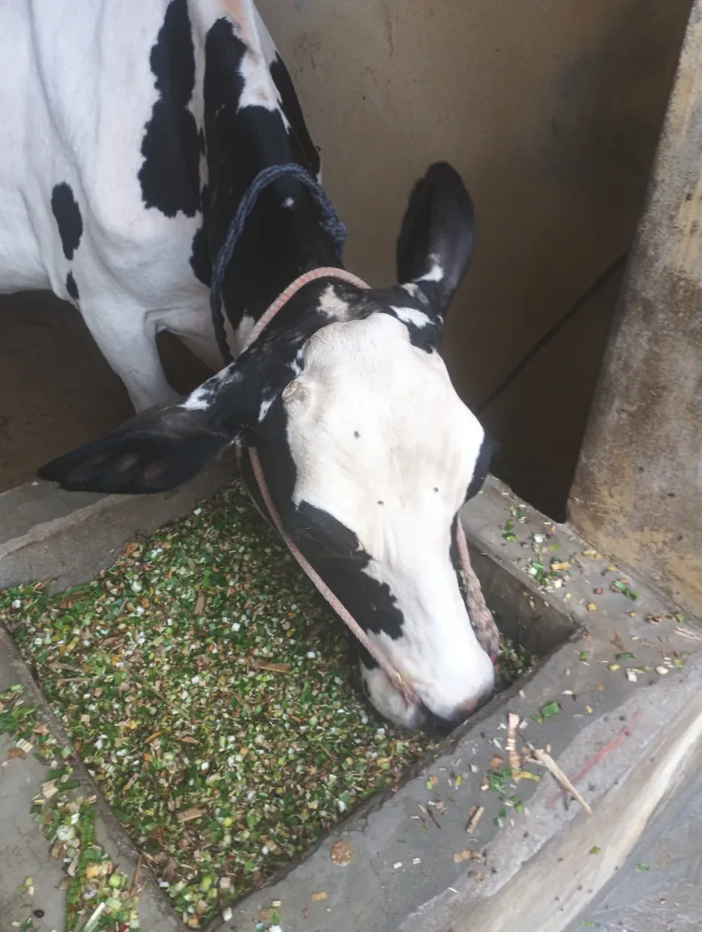 HF Cow in  UTTAR PRADESH