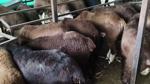 Sindhanoor Sheep S0210 in  ANDHRA PRADESH