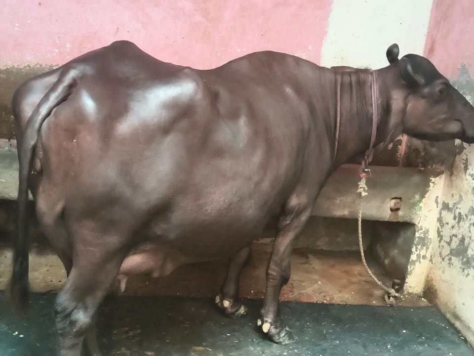 Murrah Buffalo M4671 in UTTAR PRADESH