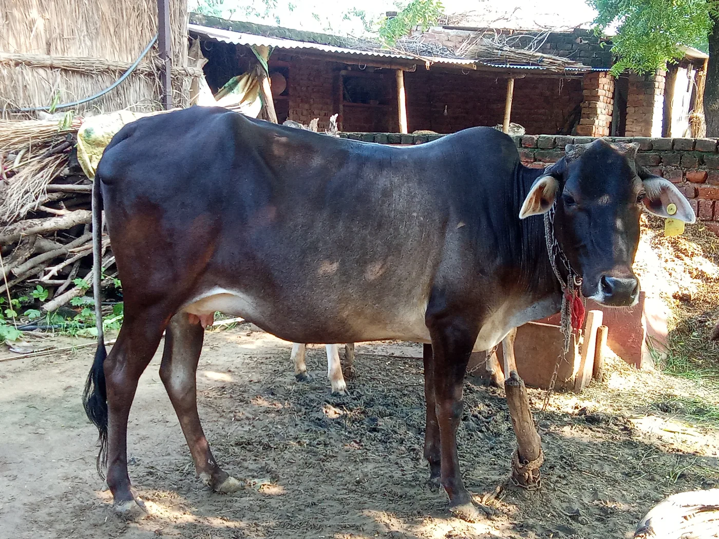 दोगलि Heifer Cow O0443 in  RAJASTHAN