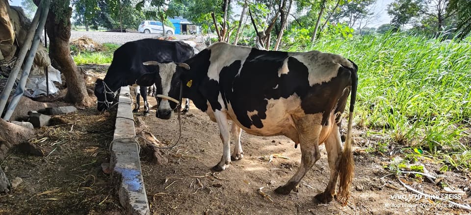 HF Cow in  MAHARASHTRA