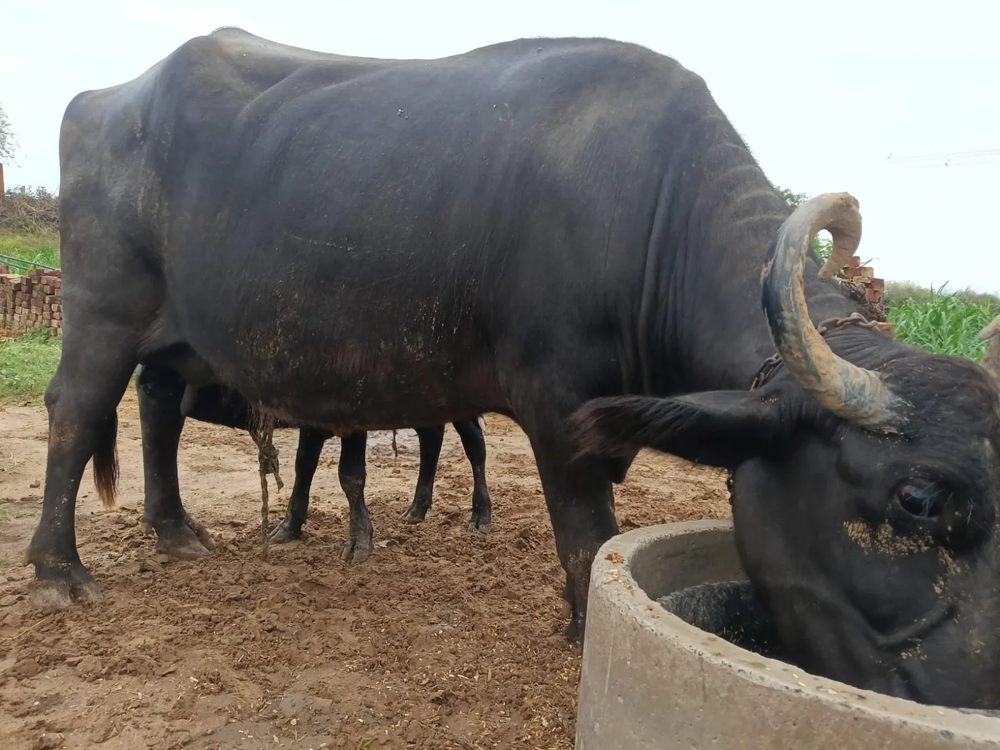 Jafarabadi Buffalo in  RAJASTHAN