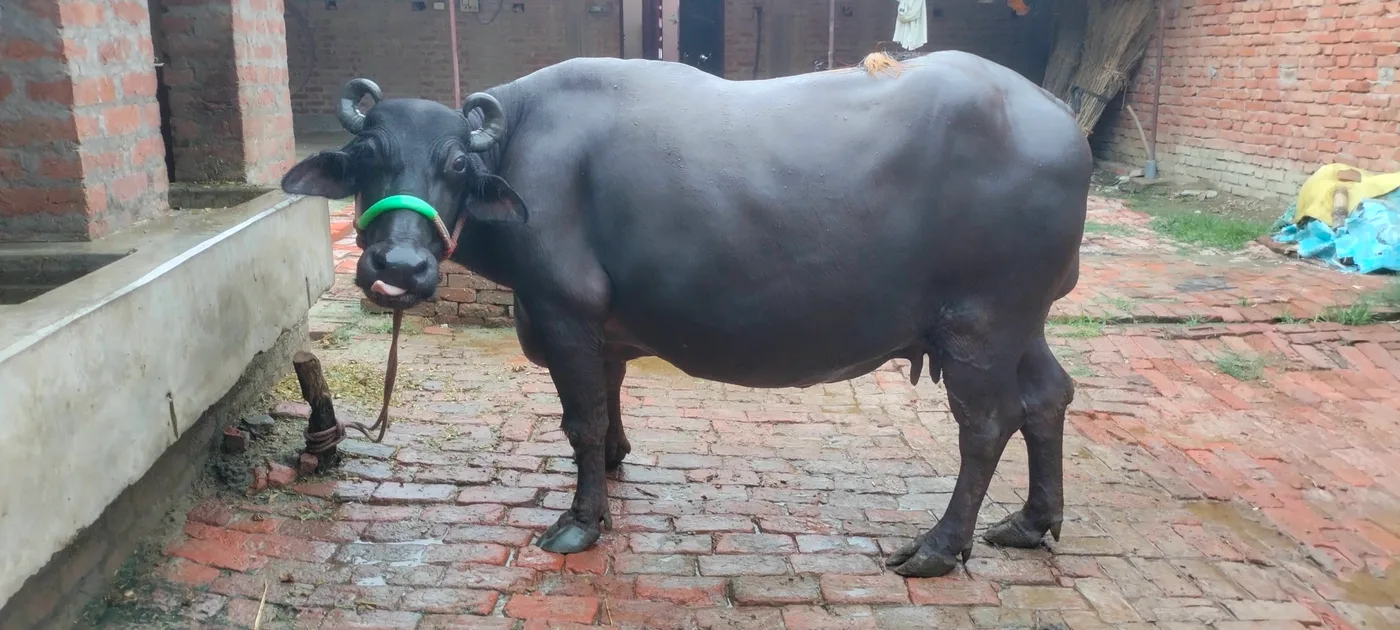 Murrah Buffalo in  UTTAR PRADESH