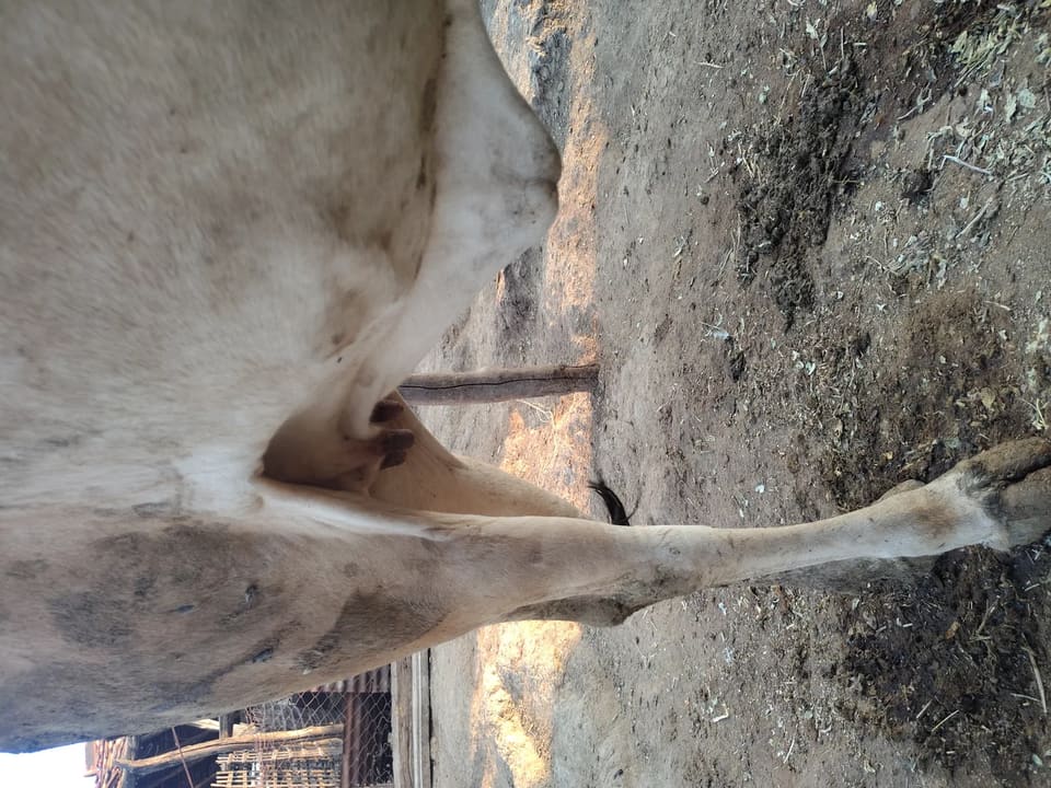 Gir Cow G2197 in  MAHARASHTRA