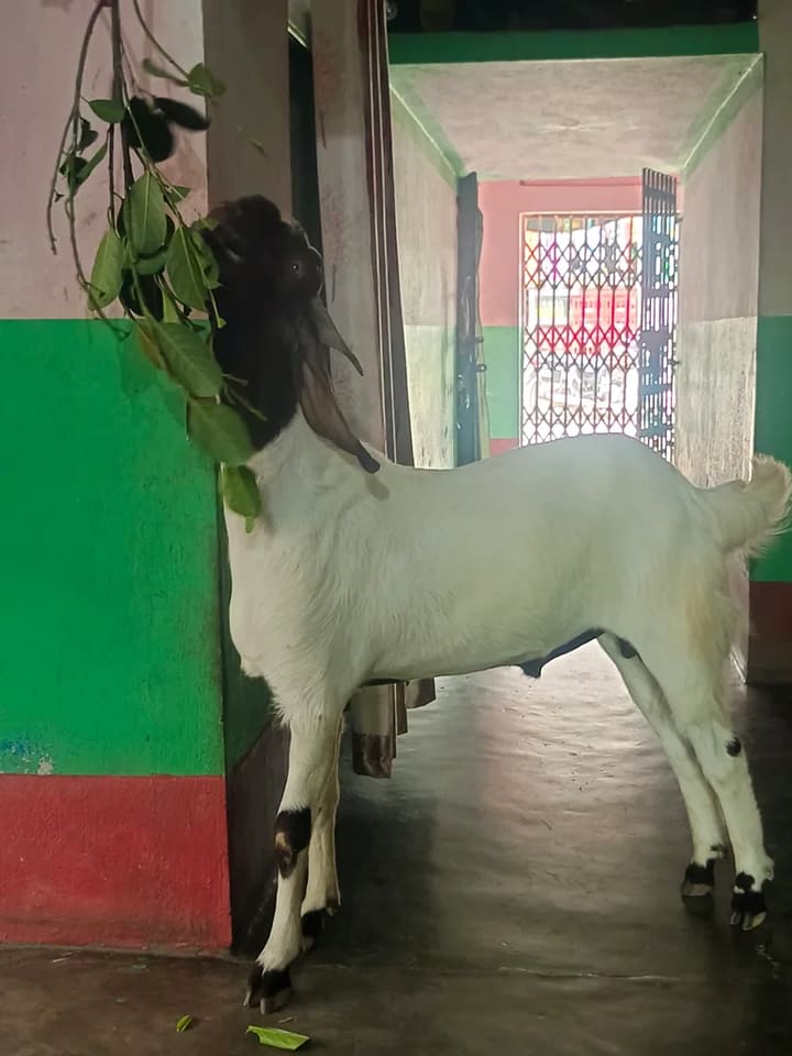 Beetal Goat in  WEST BENGAL