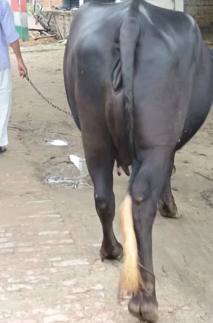 Murrah Buffalo in  UTTAR PRADESH