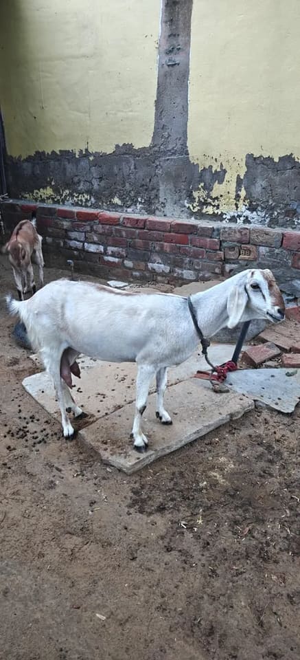 Barbari Goat in  RAJASTHAN