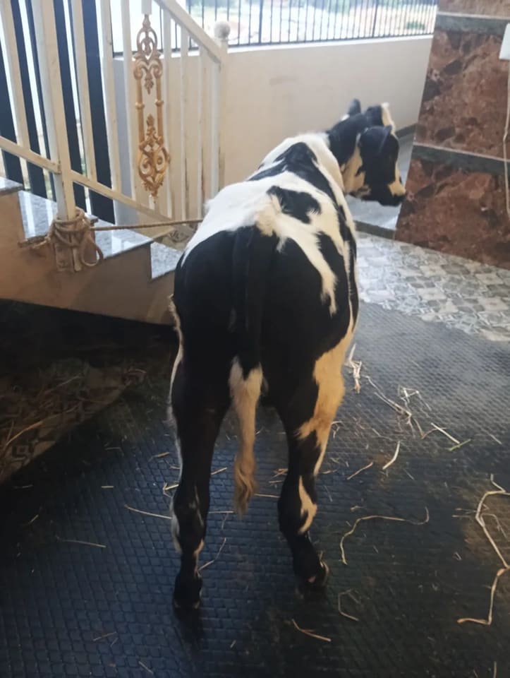 HF Cow in  KARNATAKA
