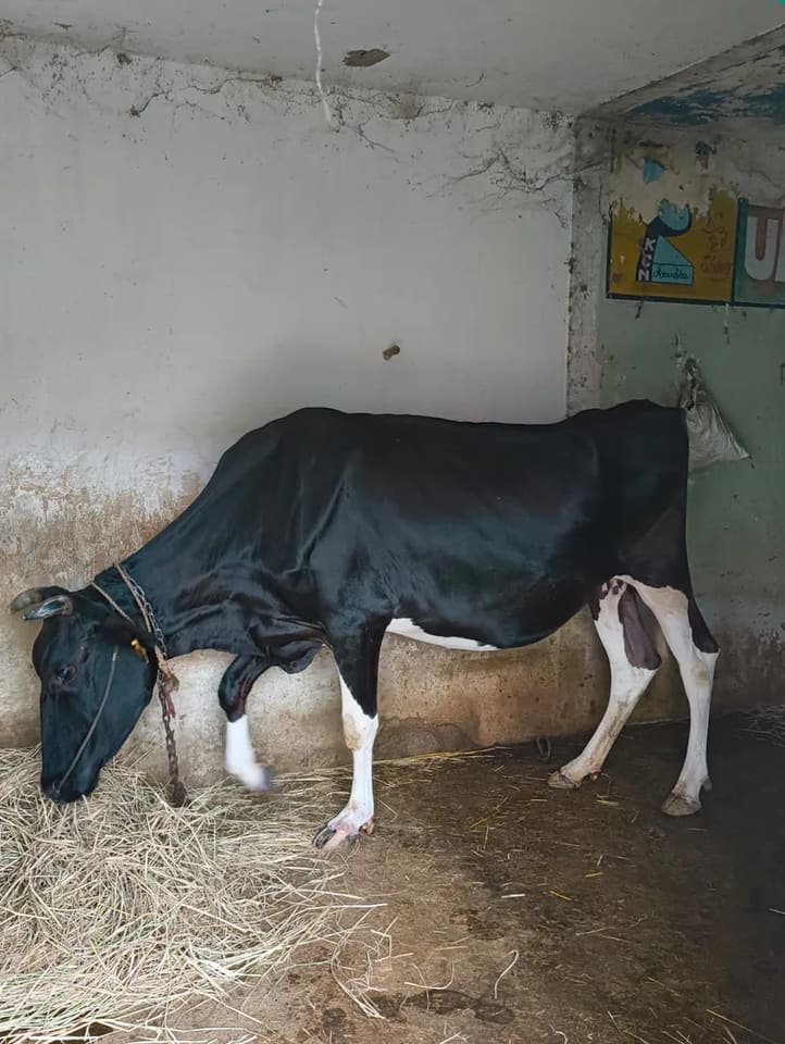 HF Cow in  MADHYA PRADESH