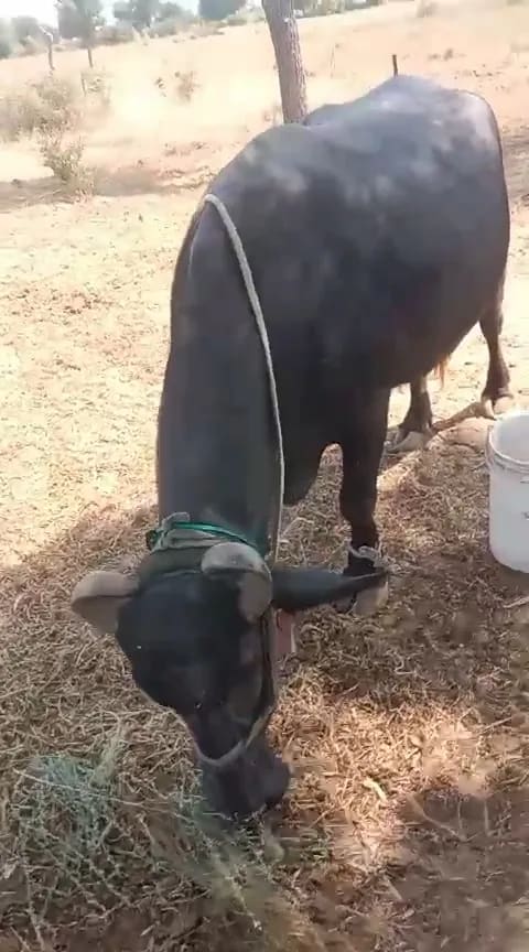 Murrah Buffalo M5431 in  RAJASTHAN