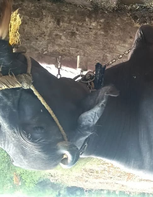Others Buffalo in  UTTAR PRADESH