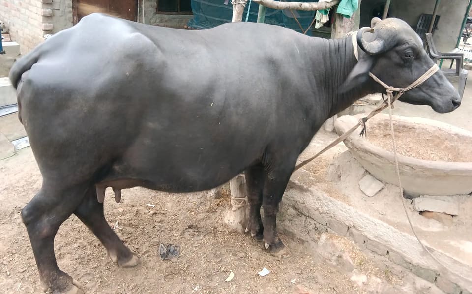 Desi Buffalo O0482 in  UTTAR PRADESH