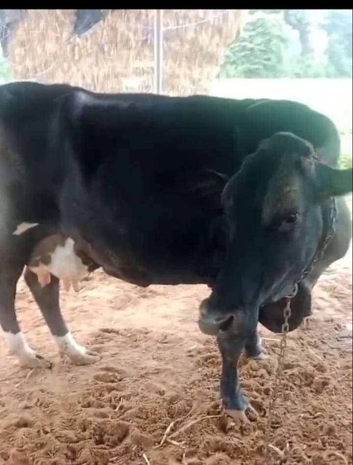 HF Cow H3086 in  RAJASTHAN