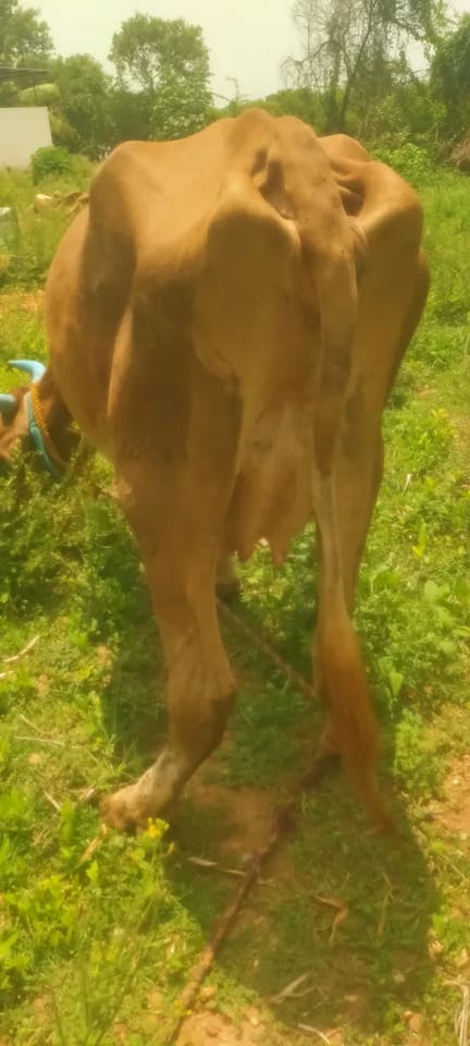 Jersey Cow J1505 in  ANDHRA PRADESH