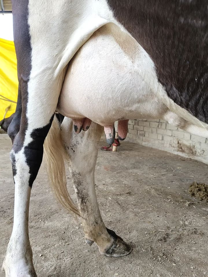 Others Cow in  UTTAR PRADESH
