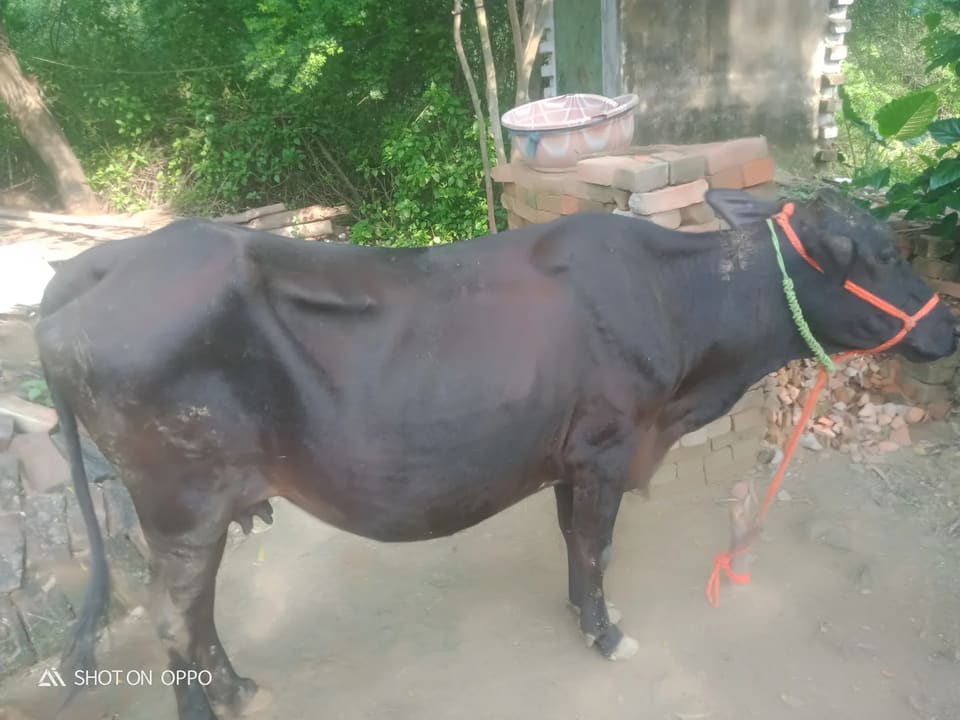 Jersey Cow J1582 in  UTTAR PRADESH