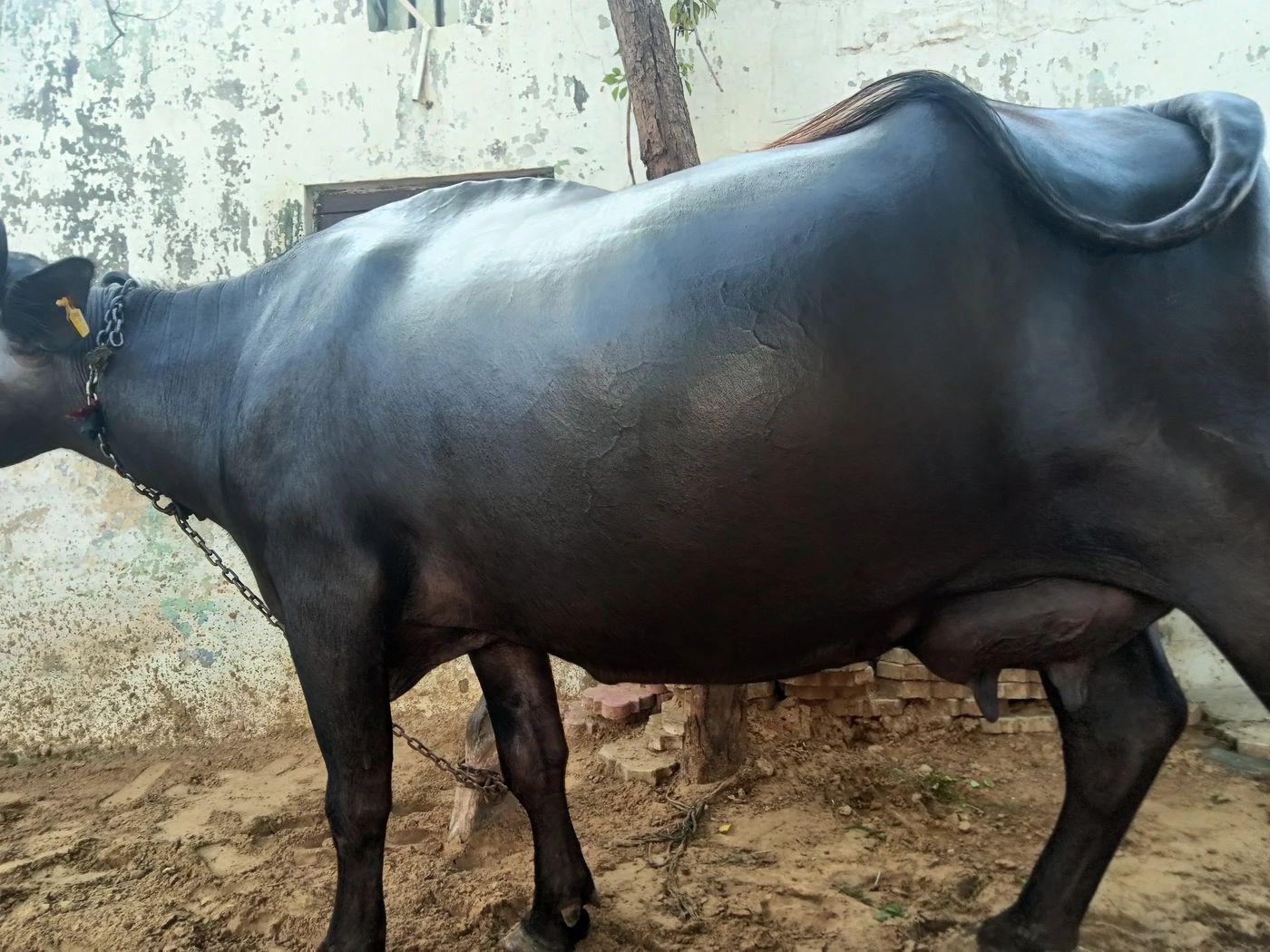 Murrah Buffalo M4551 in  HARYANA