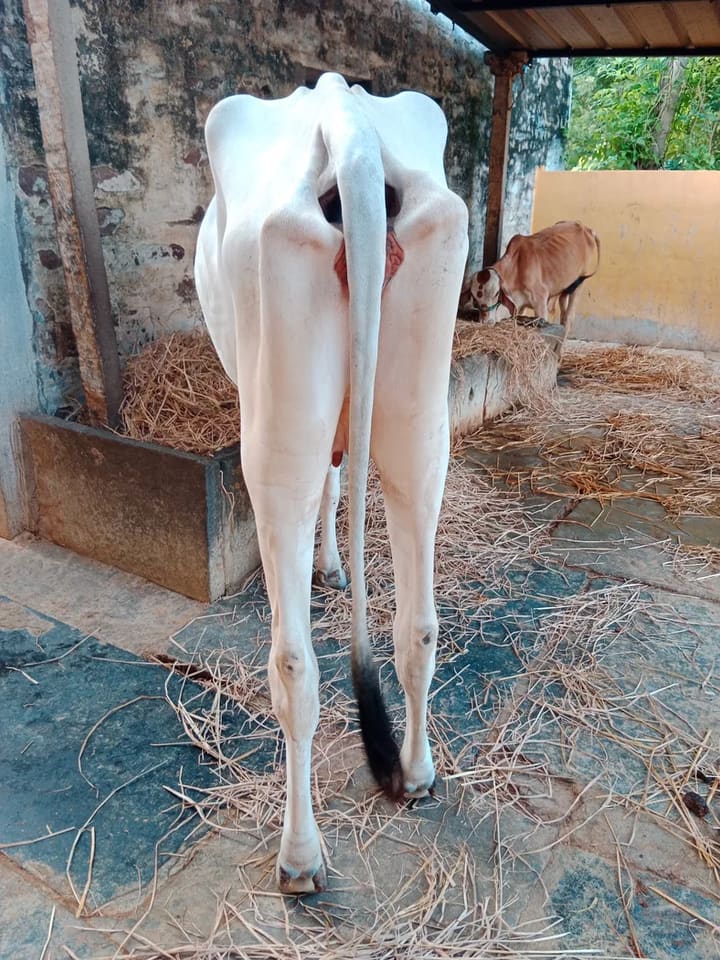 Tharparkar Cow in  ANDHRA PRADESH