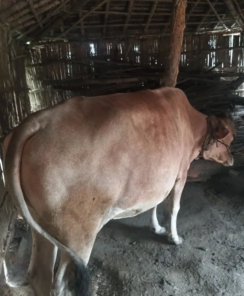Gir Cow in  NA