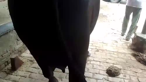Murrah Heifer Buffalo M4747 in  UTTAR PRADESH