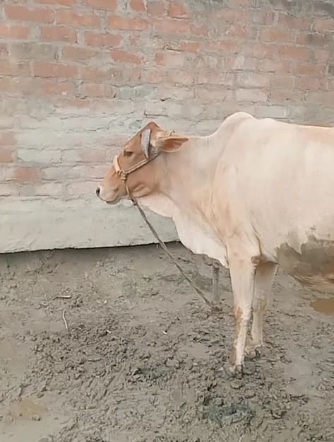 Others Cow in   UTTAR PRADESH