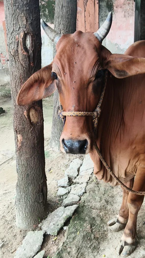 Sahiwal Cow in  UTTAR PRADESH