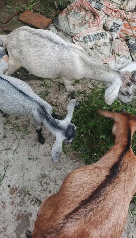 Others Goat in  BIHAR
