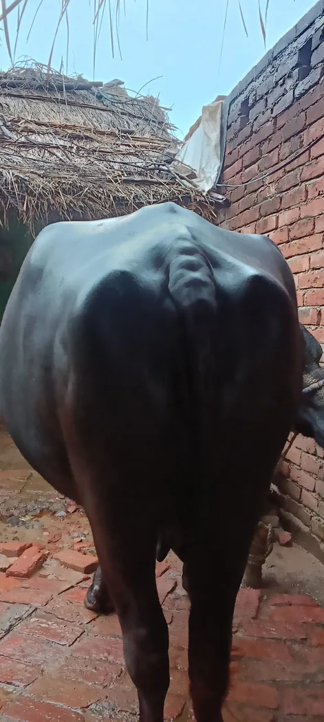 Murrah Buffalo in  UTTAR PRADESH