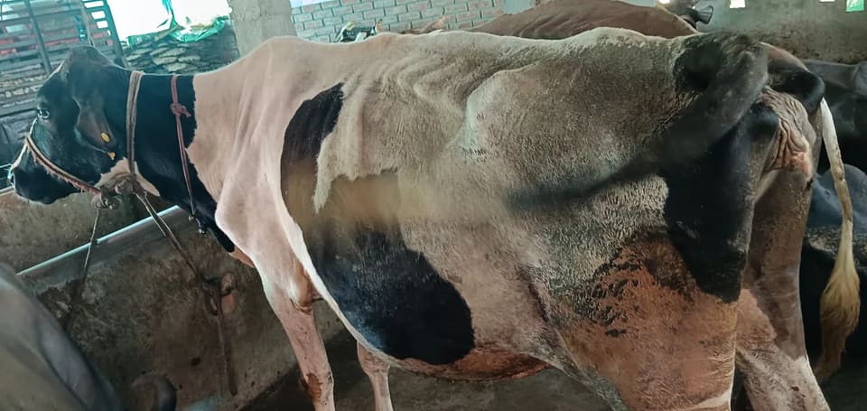 HF Cow H3051 in UTTAR PRADESH