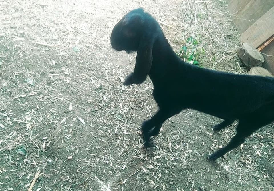Beetal Goat in  MAHARASHTRA