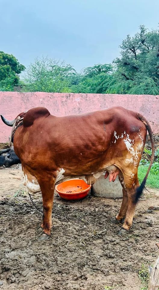 Gir Cow G2029 in  RAJASTHAN